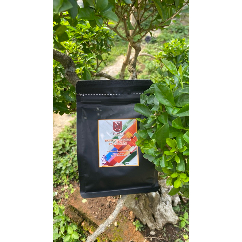 

Kopi robusta selangis