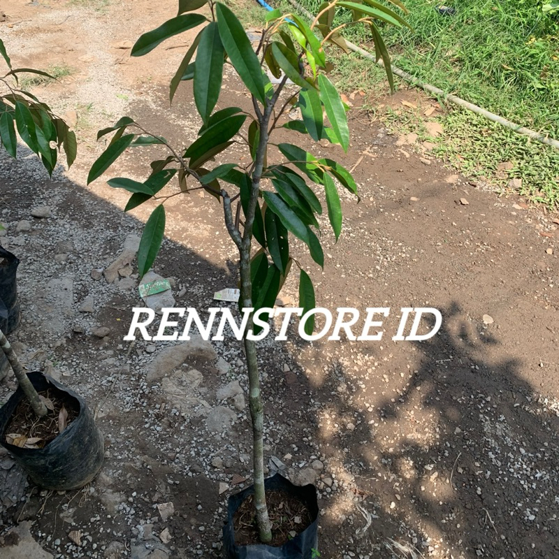 Bibit Durian MusangKing Induk Batang Besar Siap Berbuah