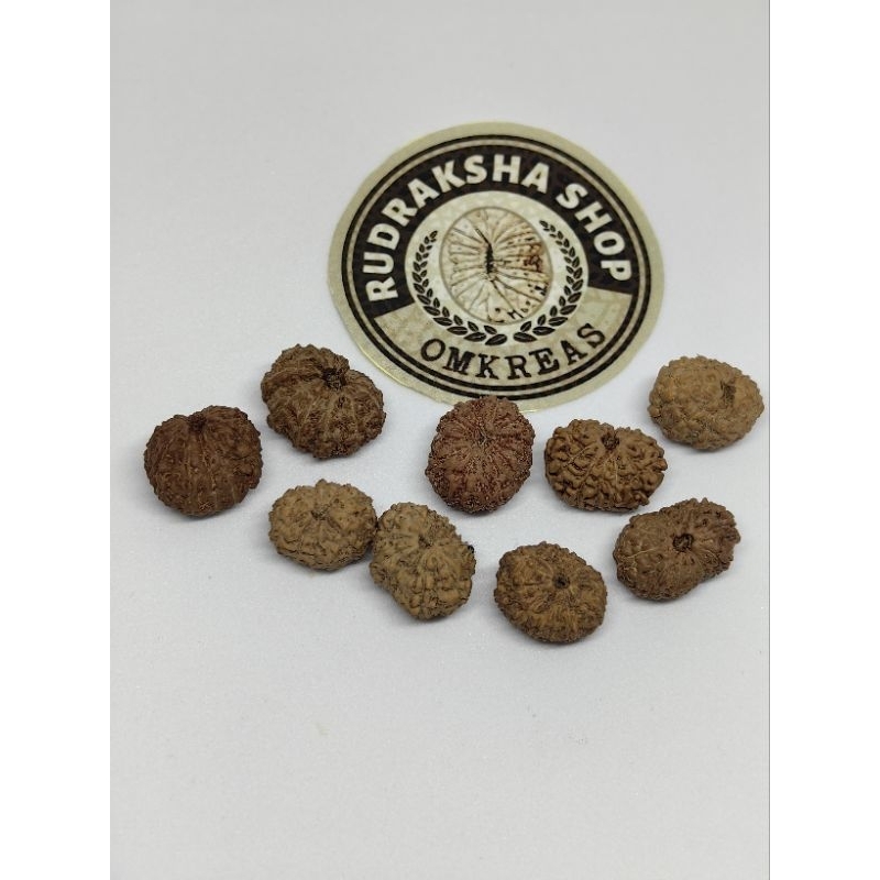 Rudraksha mukhi 11