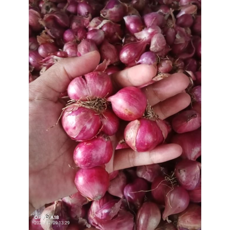 

Bawang merah super kering besar besar 1kg