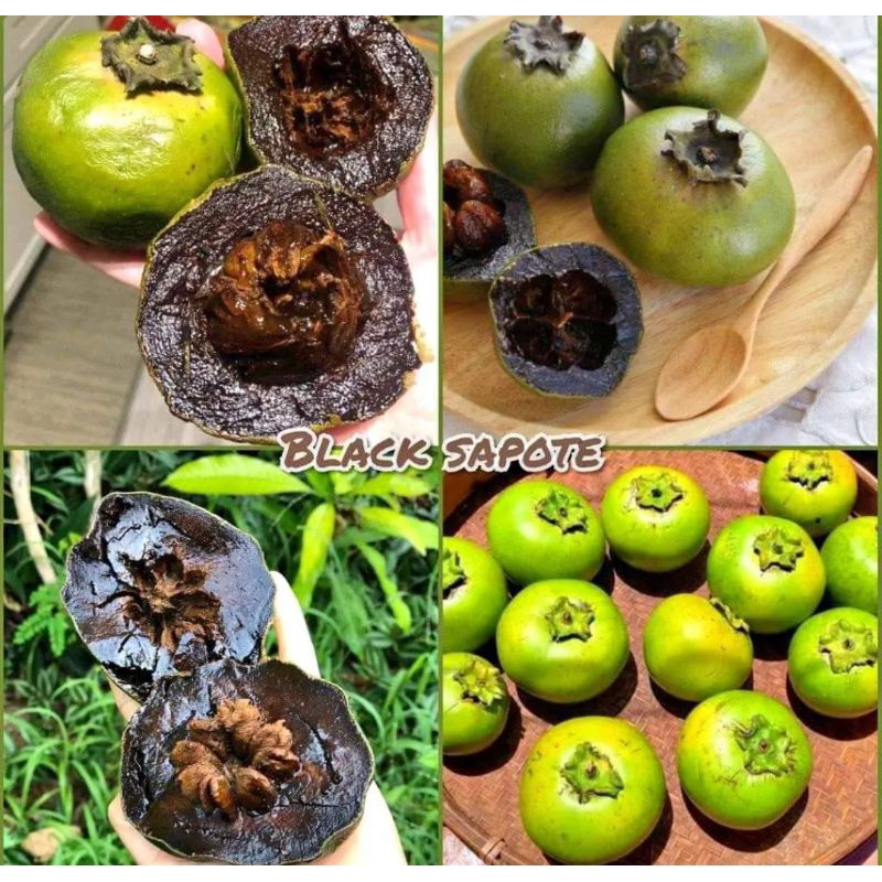 Bibit Black Sapote okulasi Cepat Berbuah