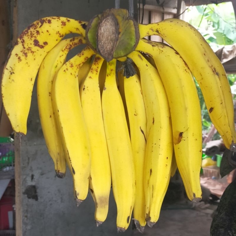 

pisang kepok 1 sisir