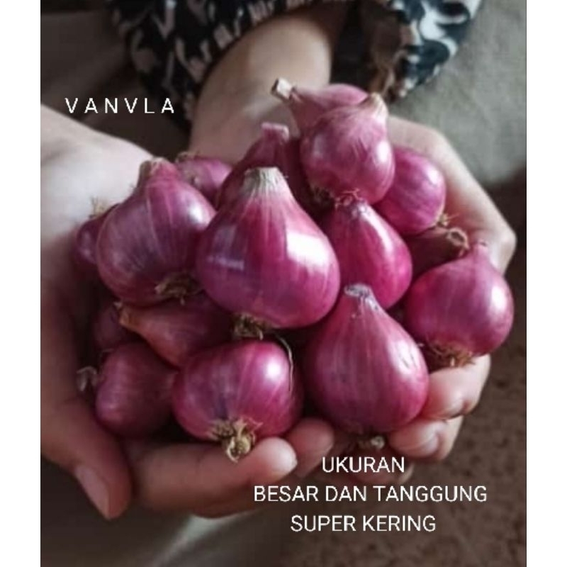 

PROMO BAWANG MERAH BESAR DAN TANGGUNG