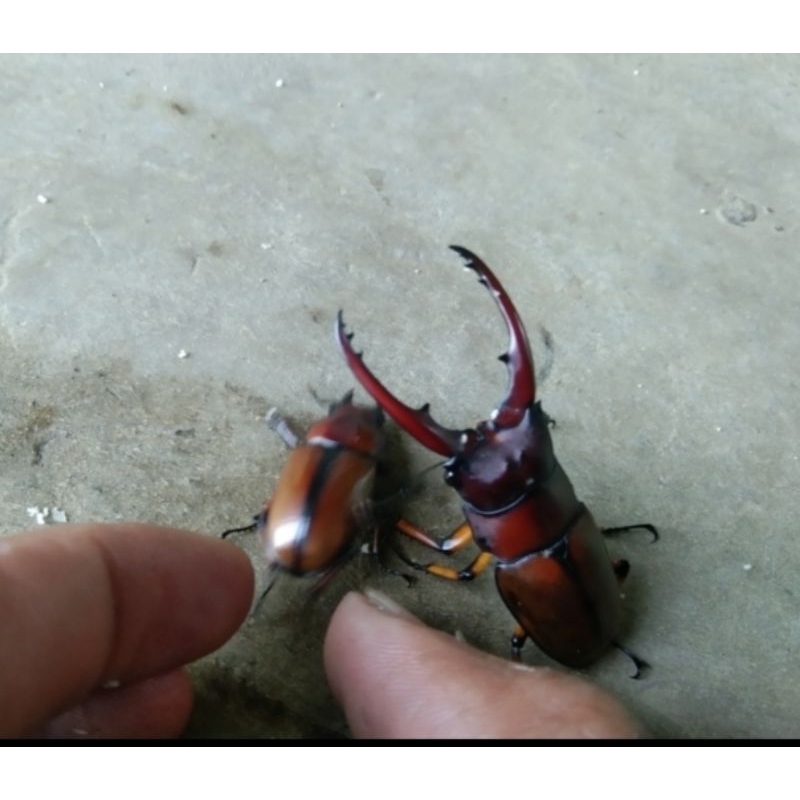 Sepasang kumbang capit cyclommatus astacoides hidup