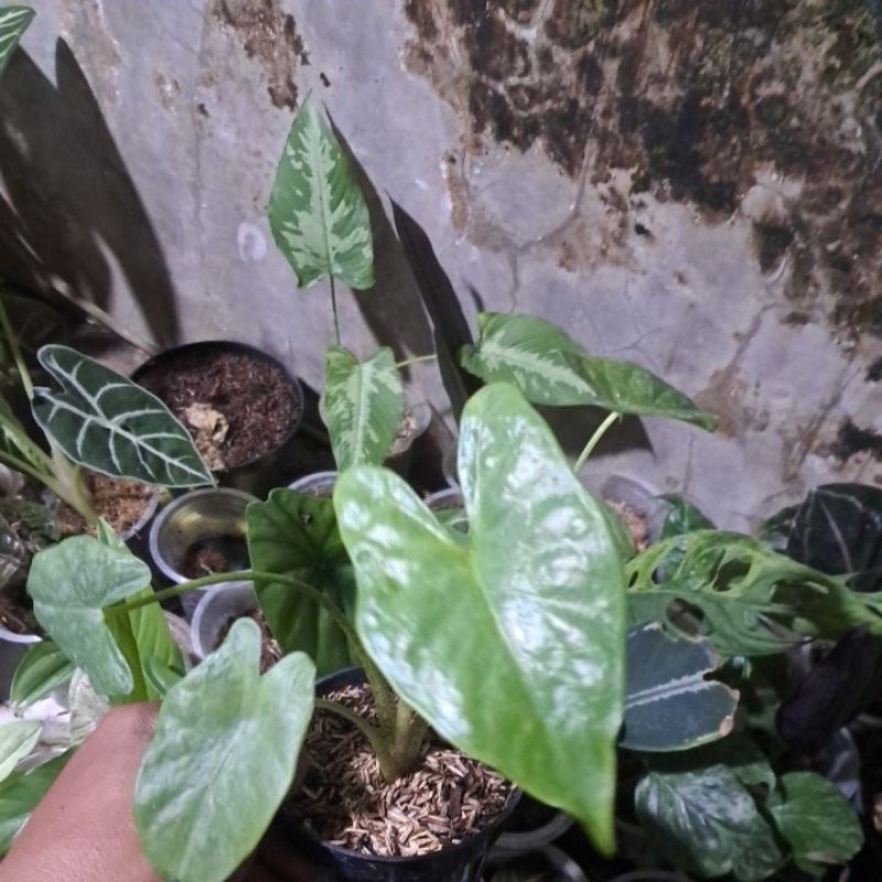 alocasia zebrina golden