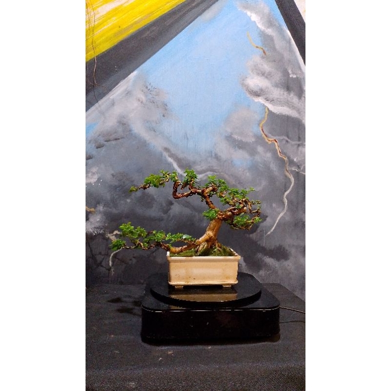 BONSAI SANCANG SIAP PAJANG