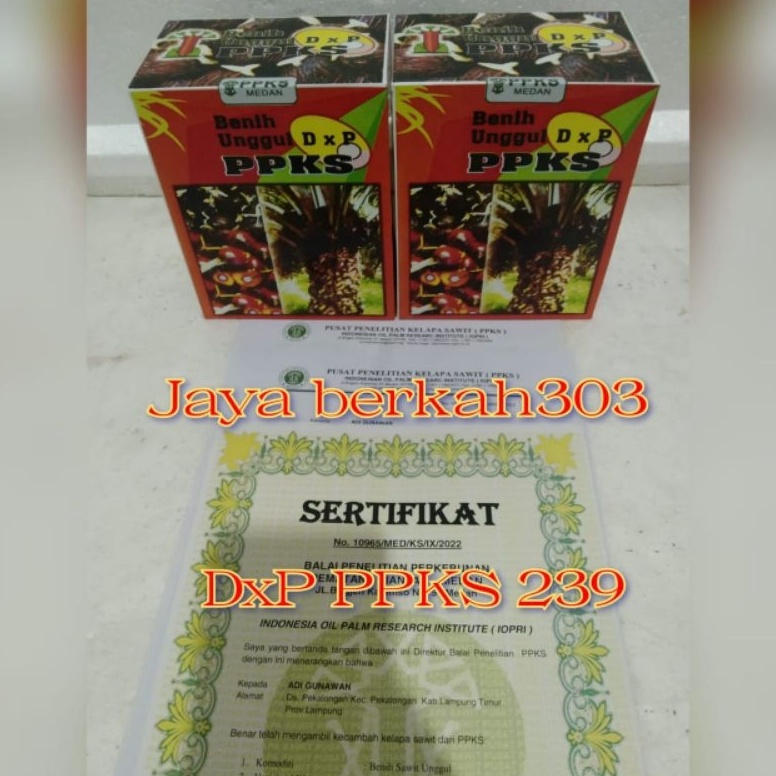 KODE X99I bibit sawit unggul PPKS 239 asli medan