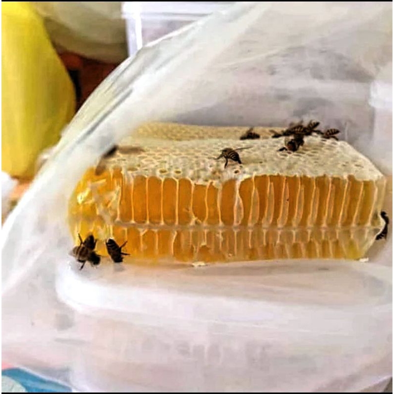 

madu sarang asli 100%