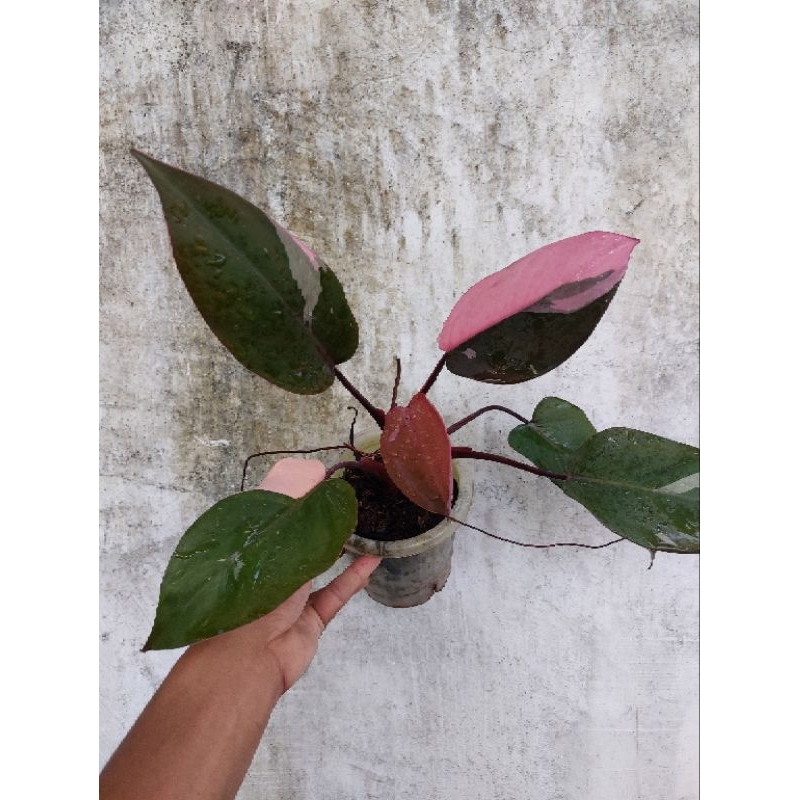 Philodendron Pink Princess