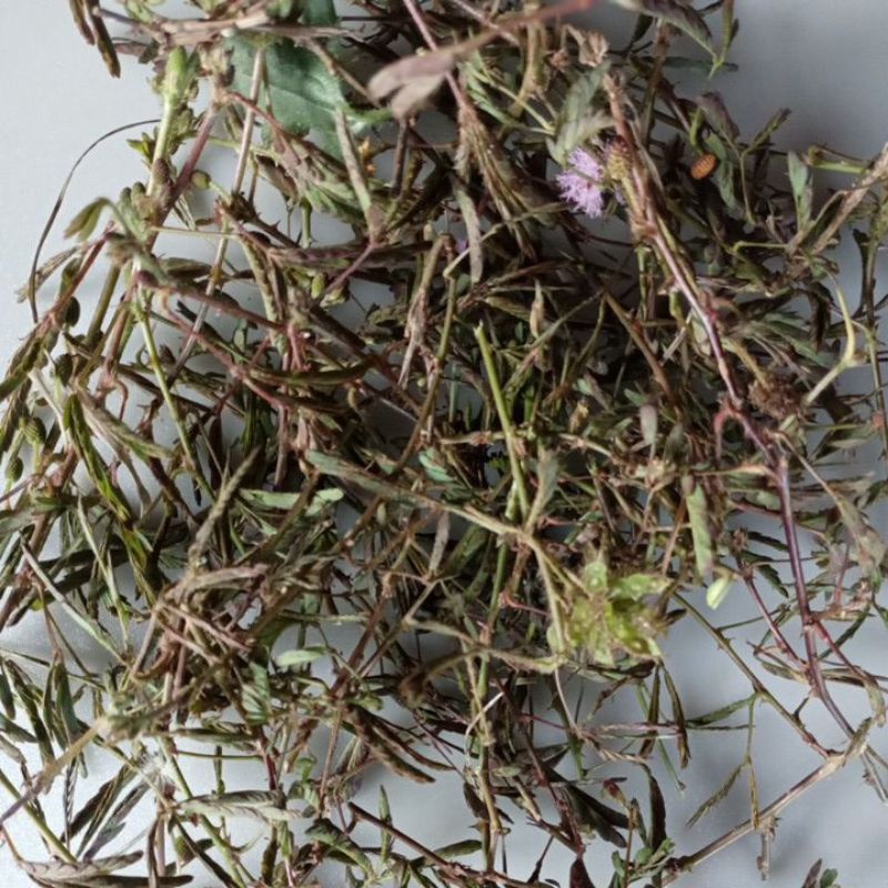 

Daun Putri Malu obat herbal 100gr