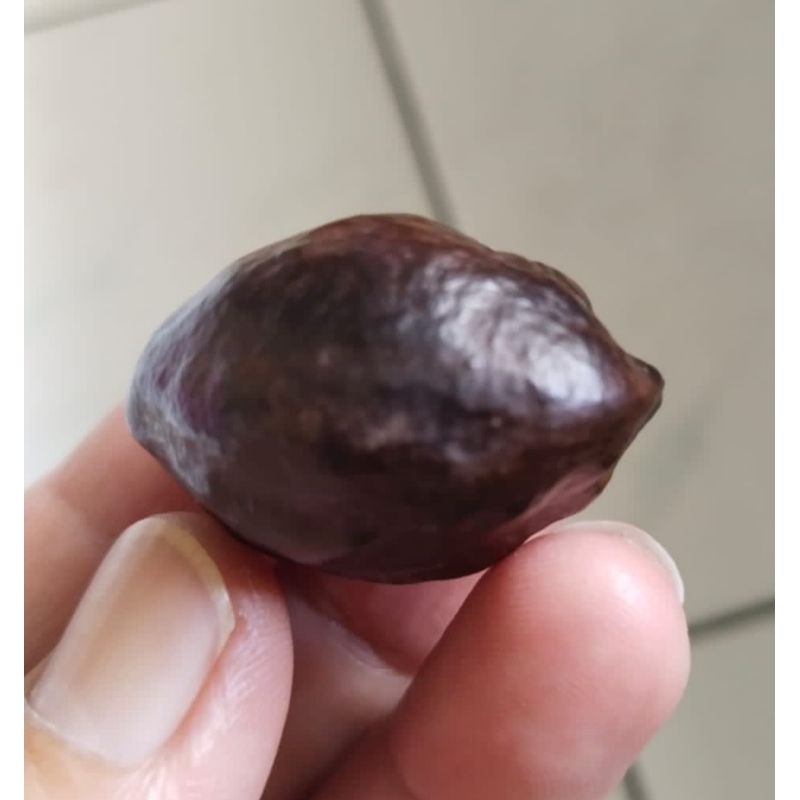 Kemiri Adu Muncang Adu Nyonyo Ori Matang Size Kecil