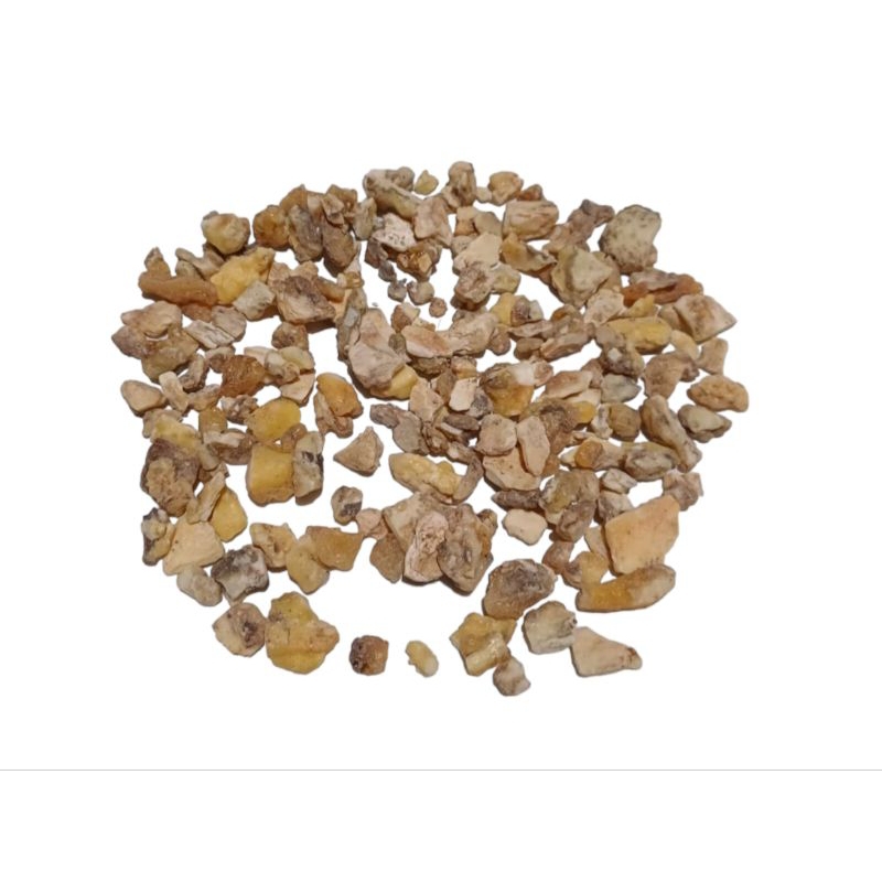 

Kemenyan Kacang Putih