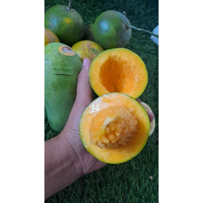 

mangga clonal bangil