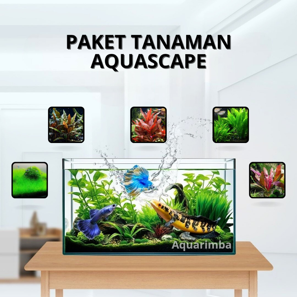 Paket Dutch Style  ( Tanaman Aquascape Tumbuhan Air Hidup Hiasan Dekorasi Pohon Rumput Aquarium )