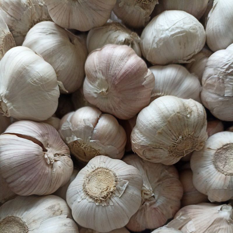 

bawang putih