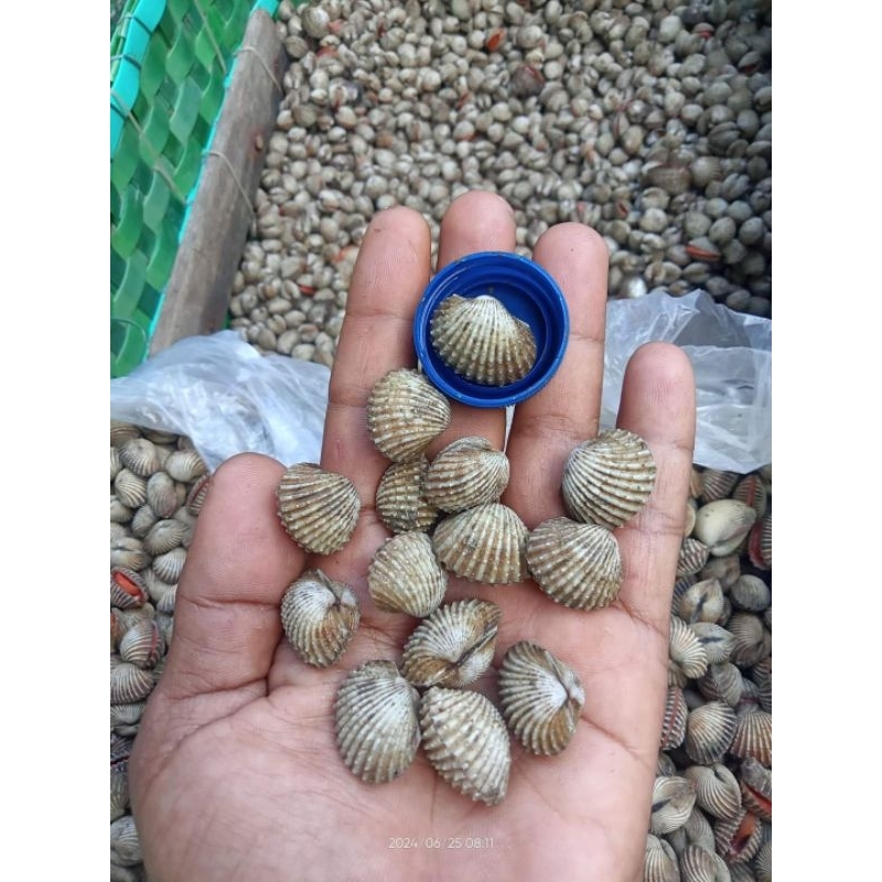 

kerang dara segar ukuran sedang berat 1kg