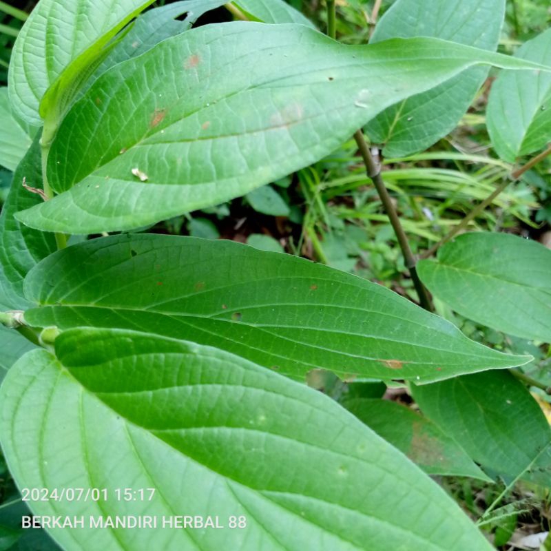 

daun sirih hutan/1kg