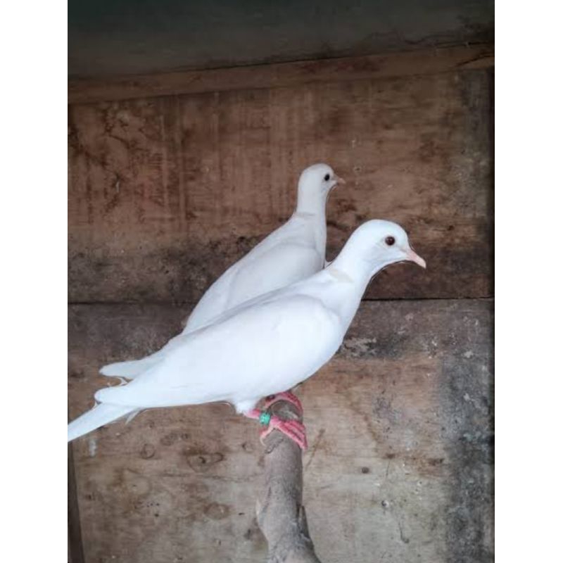 burung merpati putih albino mata merah sepasang