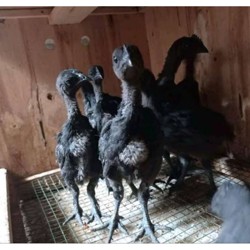 anak ayam cemani sepasang bagus