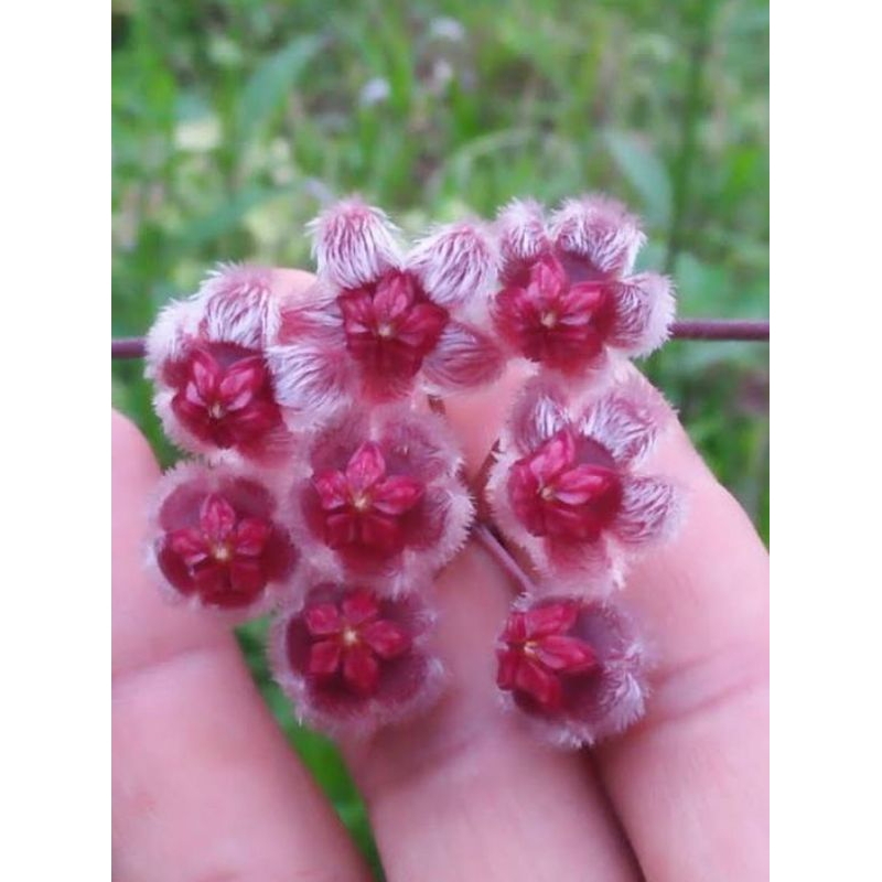 Hoya Sulawesiana