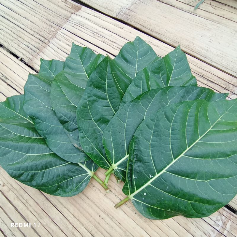 

Daun Awar Awar segar 500 gram