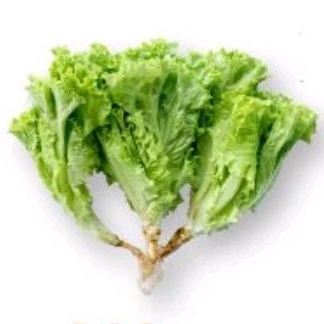 

Selada Keriting Organik (Bebas Pestisida)