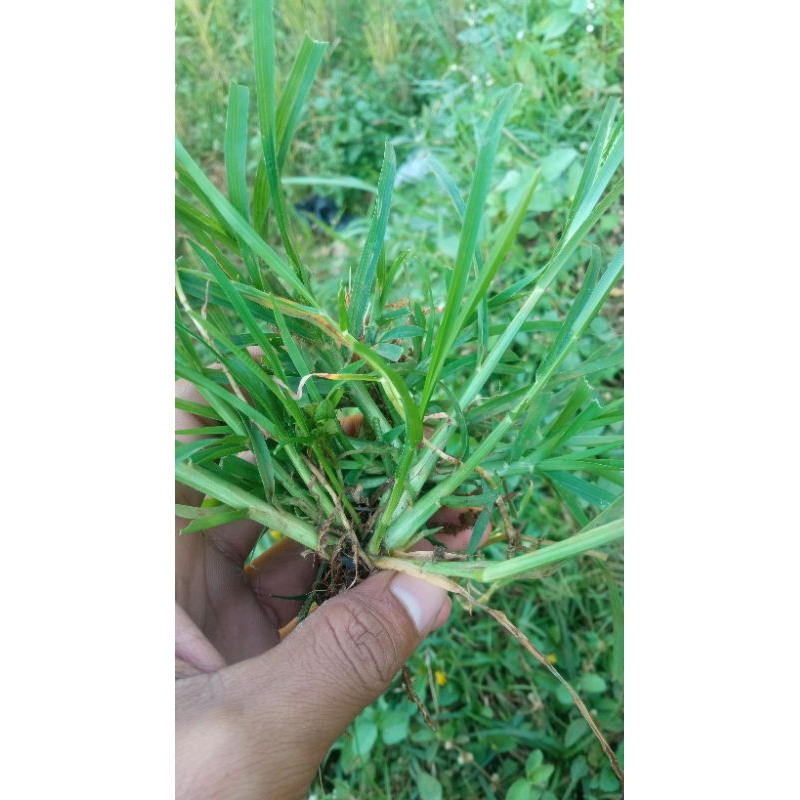 

herbal Tumbuhan Belulang Atau Tumbuhan Jampang Fresh 1 kg