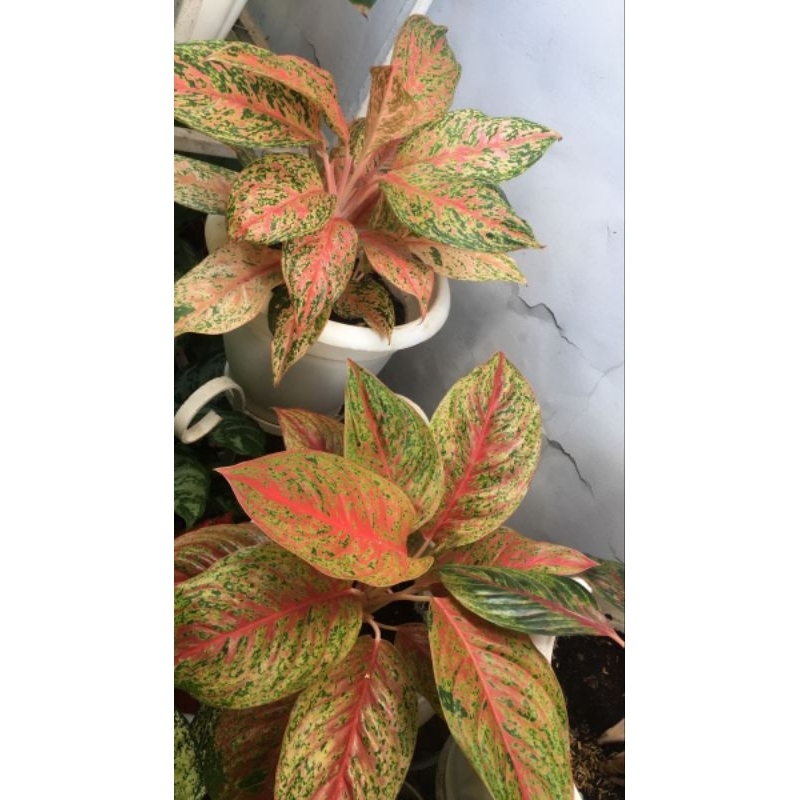 anakan aglonema striptis mutasi