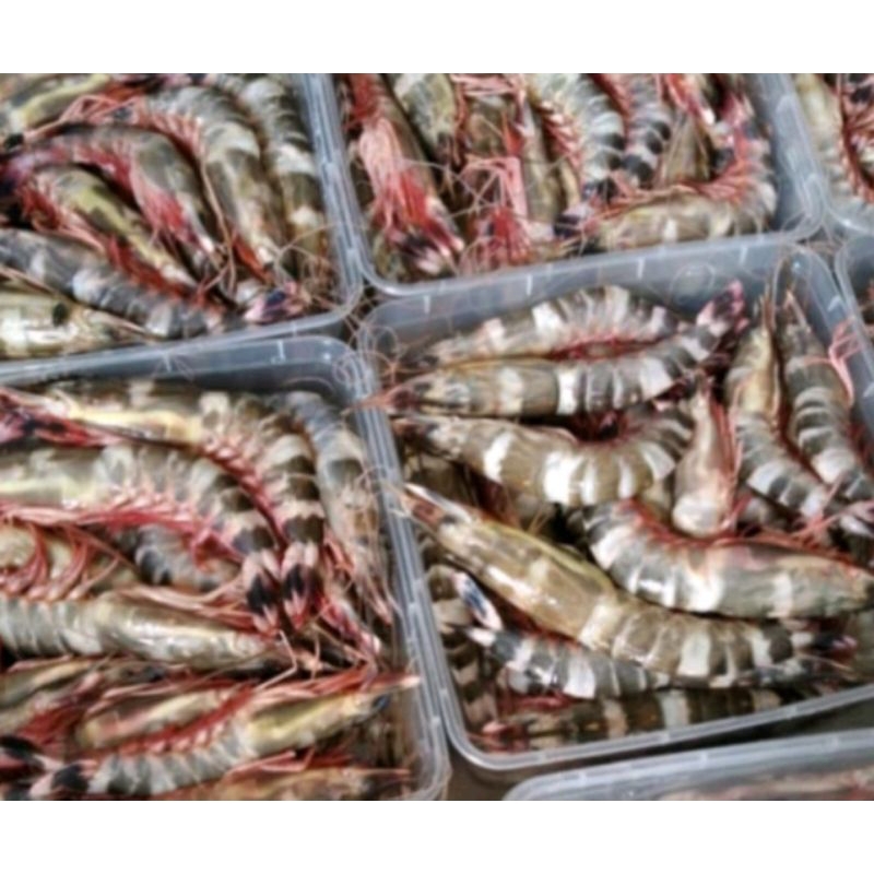 

Udang | Udang Windu | udang windu per box | windu | windu shrimp