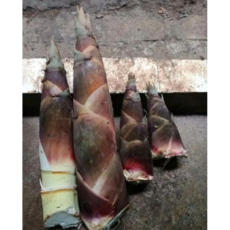 

Rebung Wulung Langka 1 Kg Segar Baru Ambil Obat Herbal Termurah