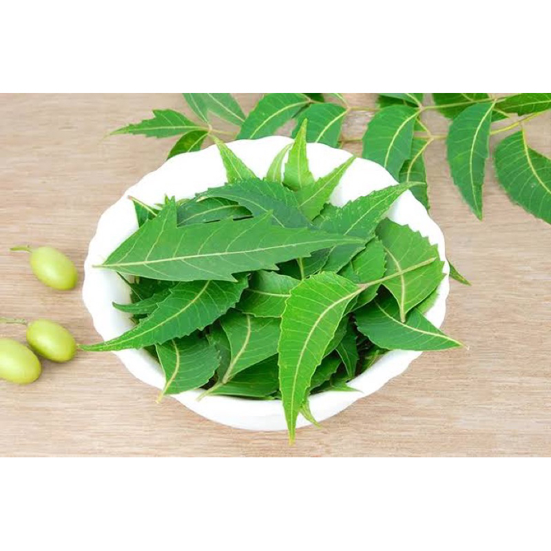 

Daun mimba fresh segar 1kg herbal tradisional