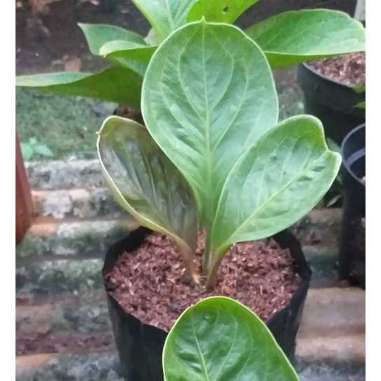 Anakan Jemani Mangkok Karakter Daun Istimewa Murah Meriah Jemani Mangkuk Tengkorak Harga Ekonomis