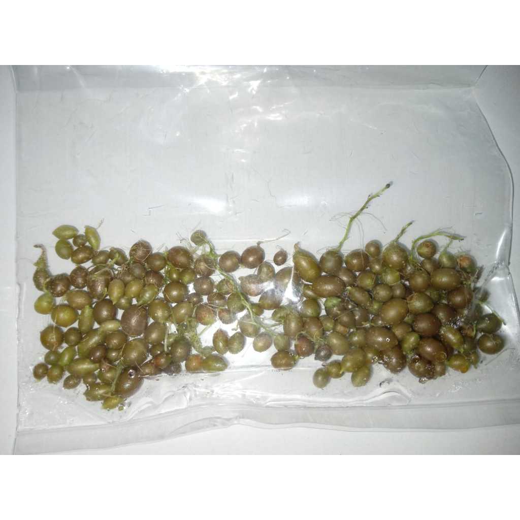 

Umbi Mikro/Mini Granola L ( 1pack isi 25 biji umbi )