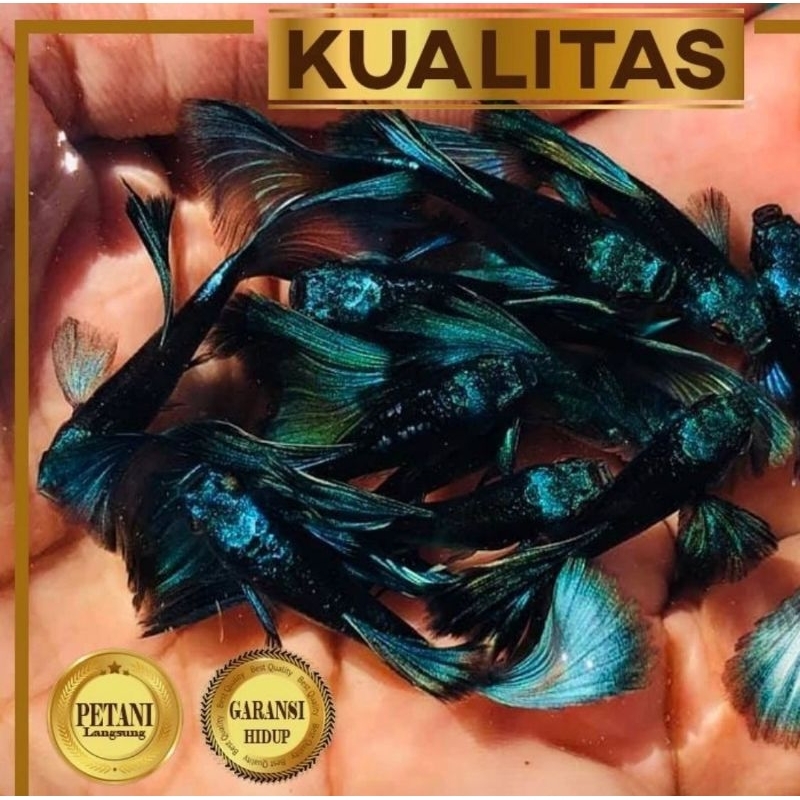 Paket Koloni (isi 10) Guppy Blue Moscow Jantan Ikan Hias Aquascape Hiasan Aquarium Tanaman
