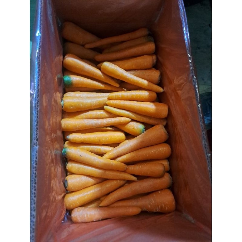 

Wortel Import Berastagi