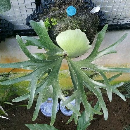Platycerium Alcicorne Madagascar Vassei Simbar Menjangan Staghorn Fern Tanduk Rusa