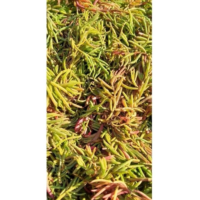 

Daun Alur fresh/Segar