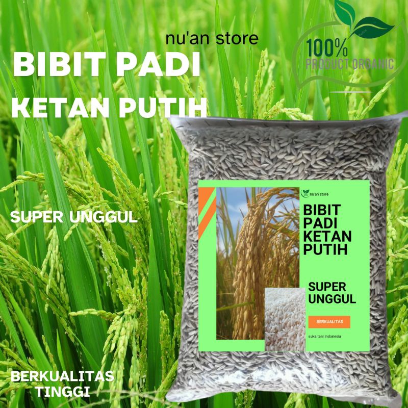 BIBIT PADI KETAN PUTIH UNGGUL PER 1 KG