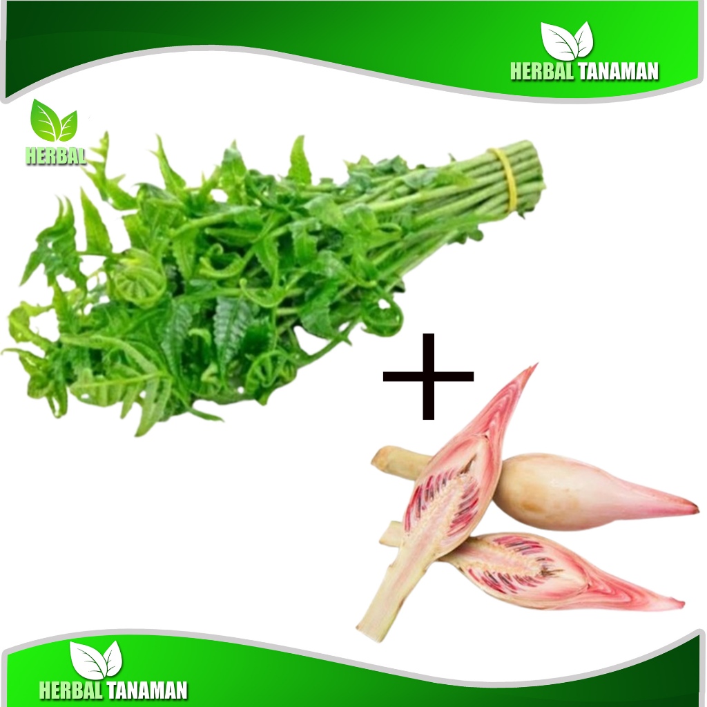 

Satu paket Pakis sayur dan bunga kecombrang 1 kg
