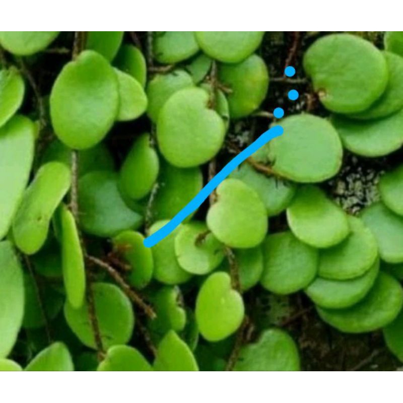 

daun sisik naga herbal/250gram