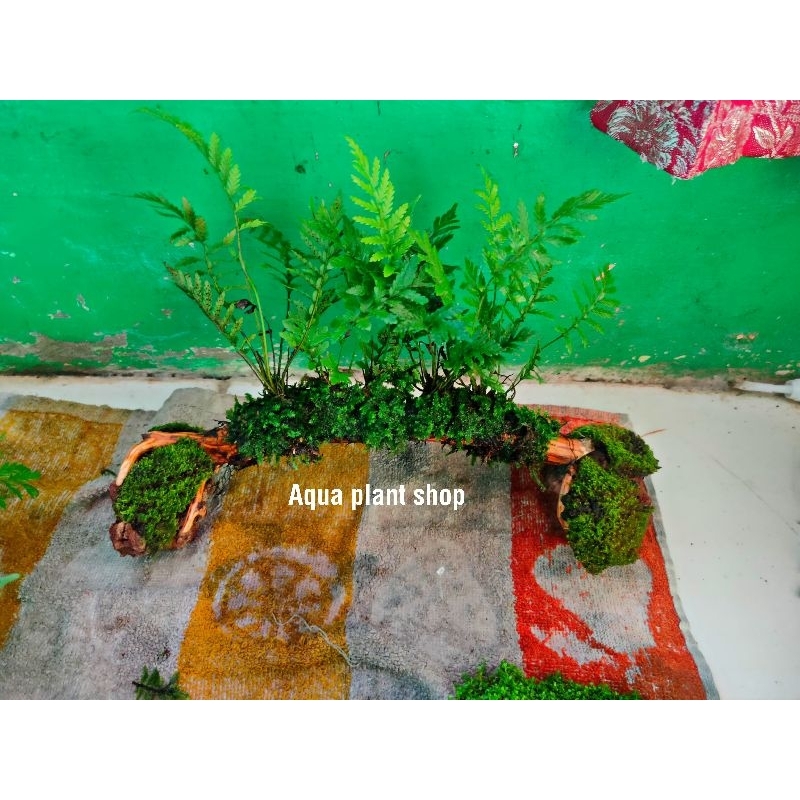 kayu pakis + moss jembatan/terowongan aquascape