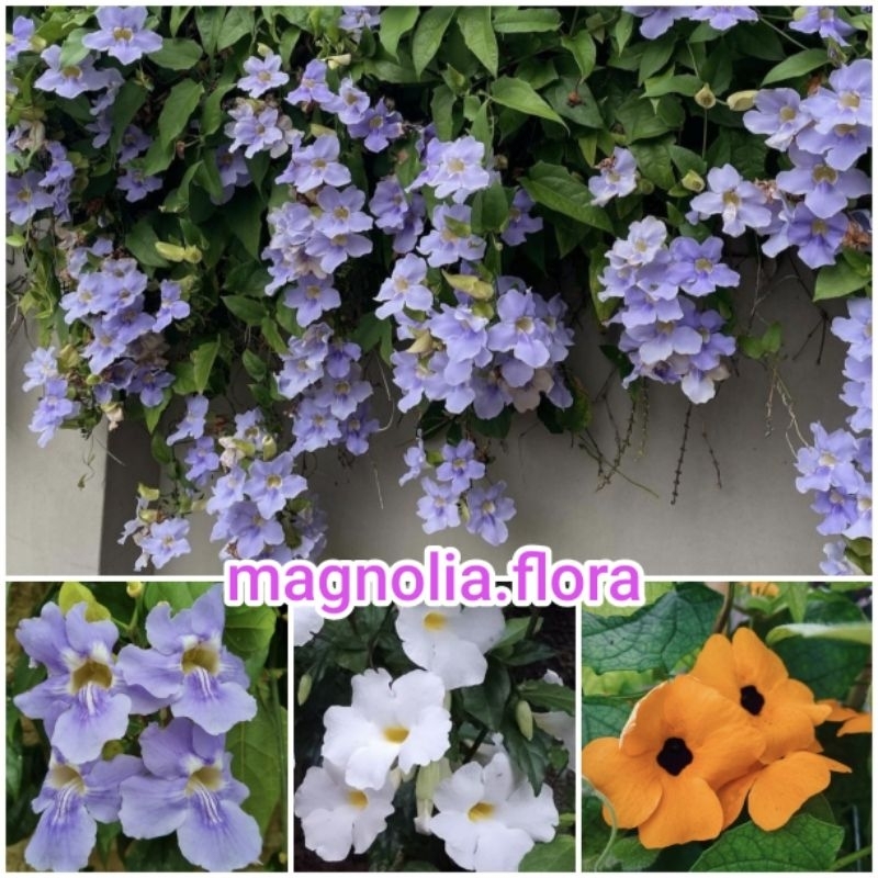 Thunbergia grandiflora / thumbergia tumbergia ungu putih bibit tanaman hias bunga rambat merambat