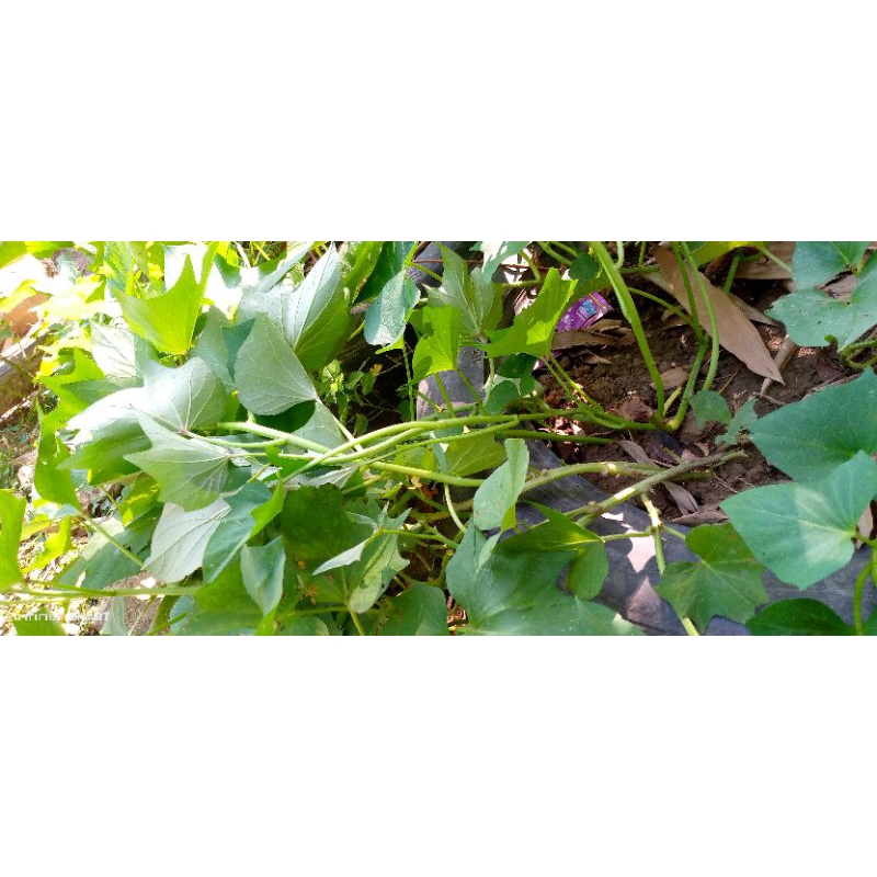 bibit ketela rambat ketela kuning