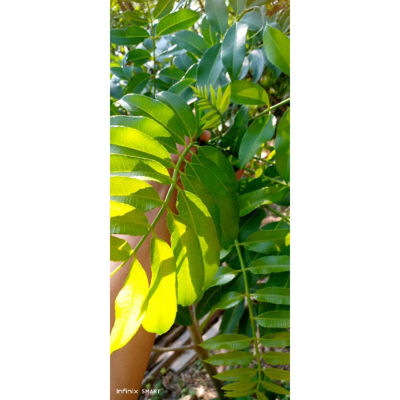 

daun kedondong segar 100gr