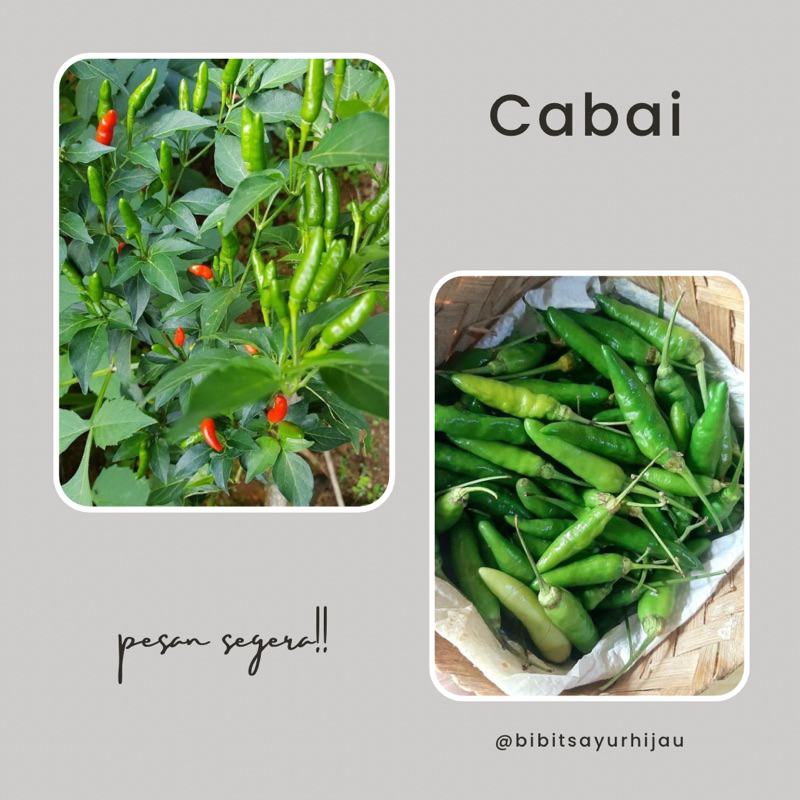 25 Biji Benih Cabai Rawit Hijau RAJO Buah Menggantung
