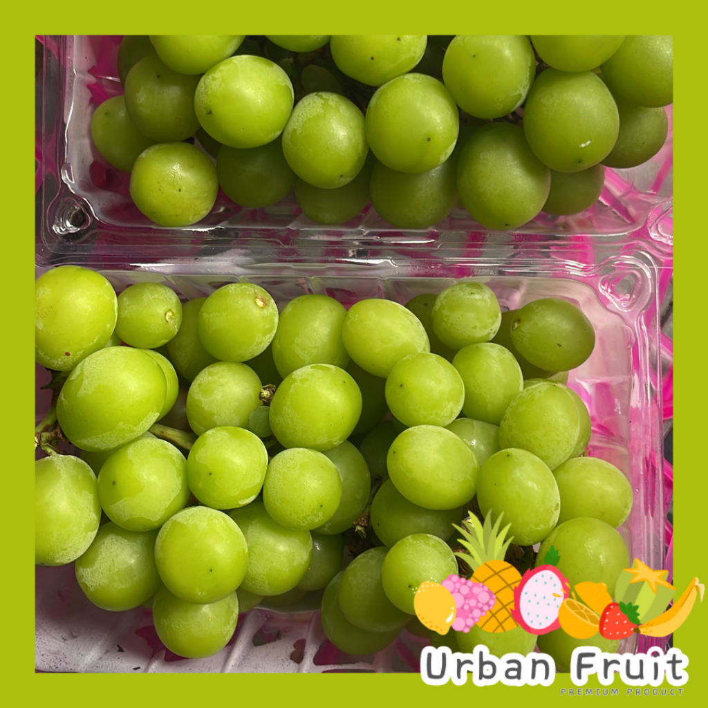 

Anggur Hijau Muscat Manis Fresh