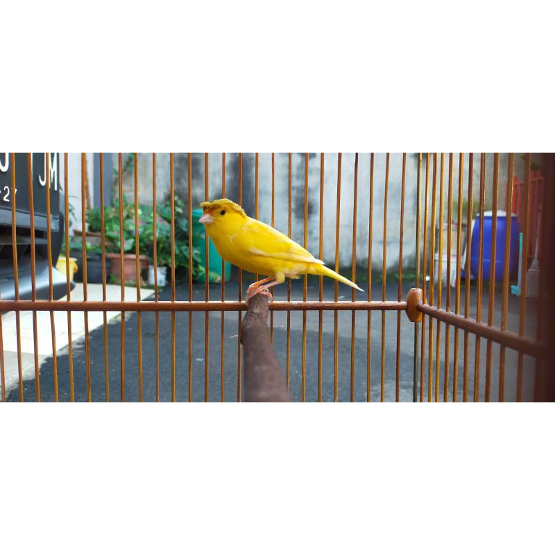 kenari jambul AF cerah gacor