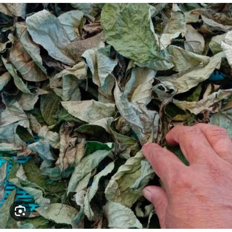 

Daun Tanaman Obat Herbal Keji Beling 200 Gram Tradisional Termurah