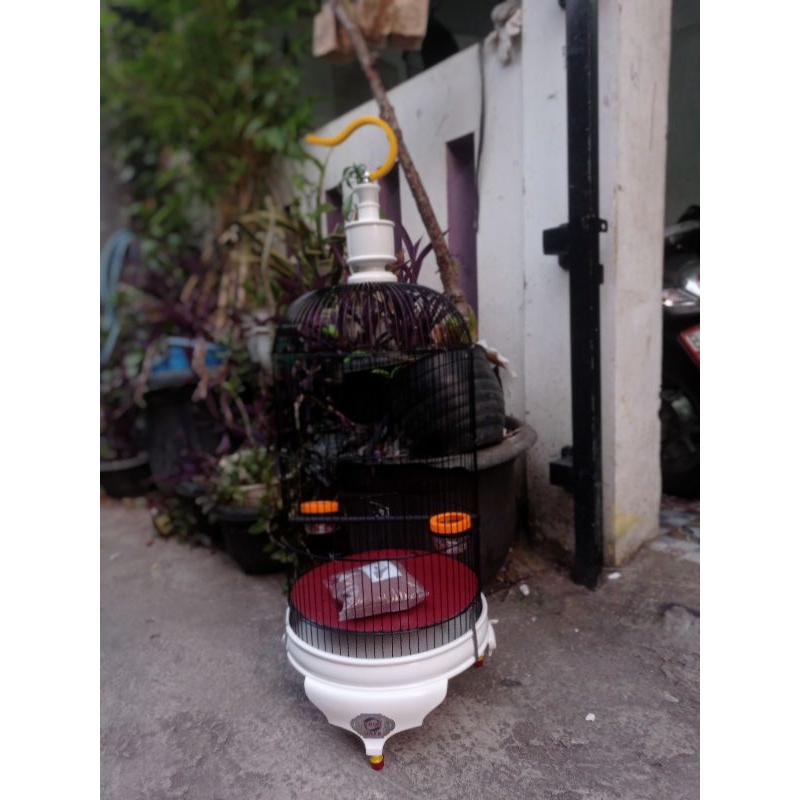 Ay00 Kandang Lovebird Ebod PVC Tebal Lengkap Aman