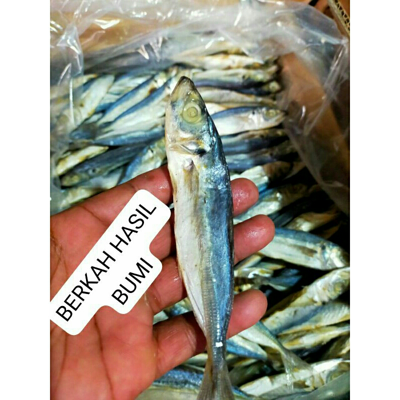 

1pc 60g IKAN ASIN GEREH PEDO/PEDA lONCO, PERKAK